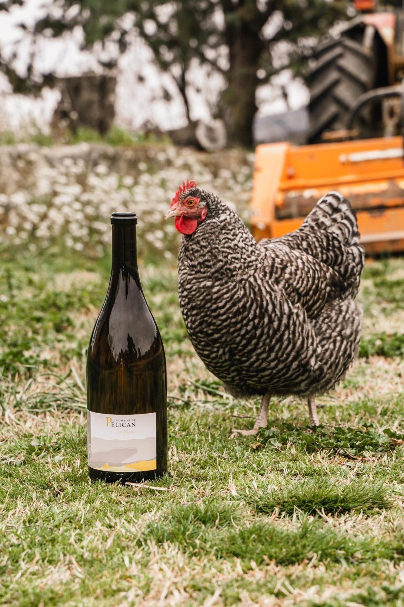 Domaine De Pelican ジニャック エクステリア 写真